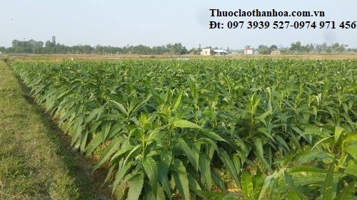 Thuốc lào Thanh Hóa loại êm say