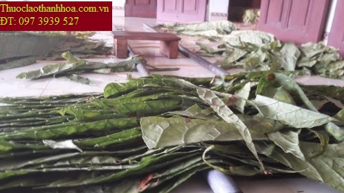 Thuốc lào Thanh Hóa, Thuốc lòa Thanh Hóa loại Hảo Hạng