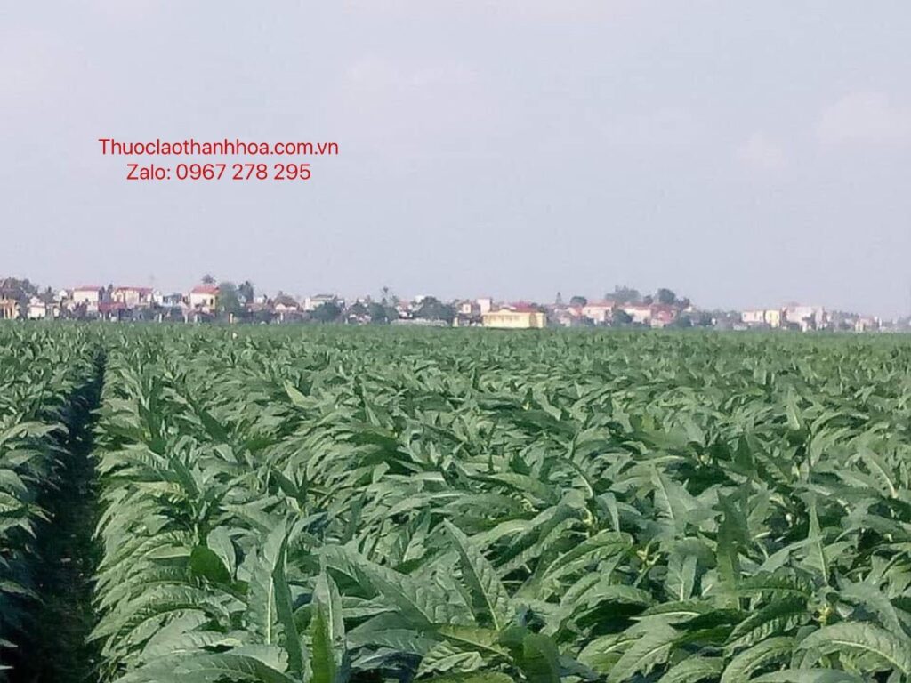 Nguồn gốc của thuốc lào? Hút thuốc lào có hại sức khỏe không?