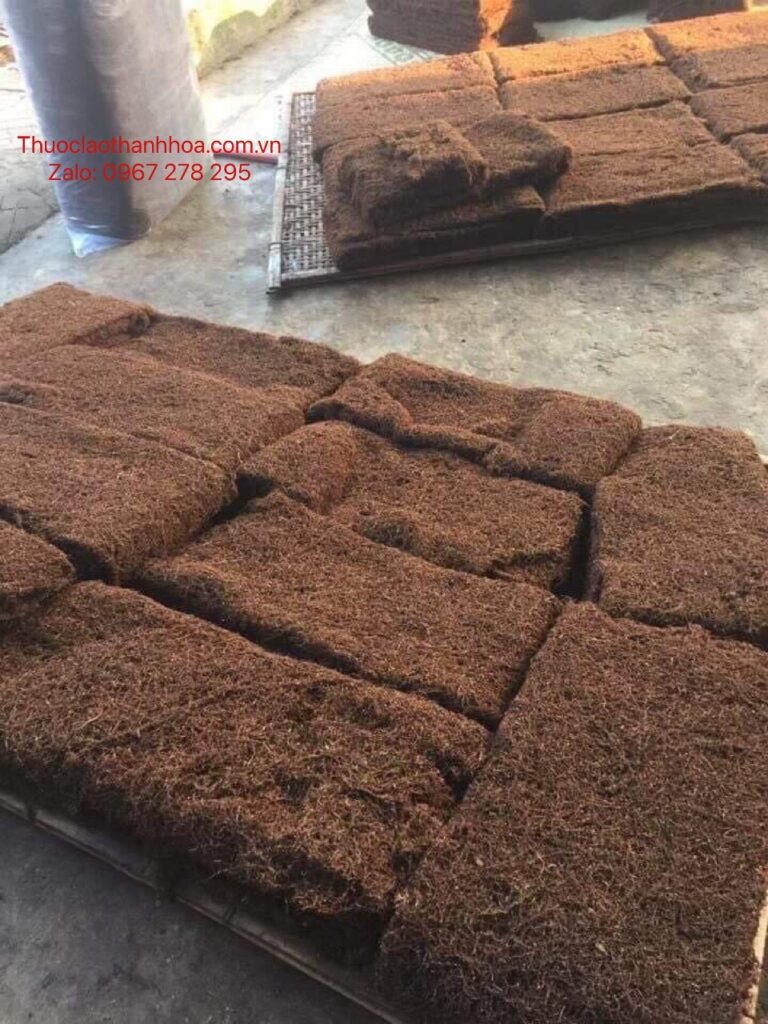 Nguồn gốc của thuốc lào? Hút thuốc lào có hại sức khỏe không?