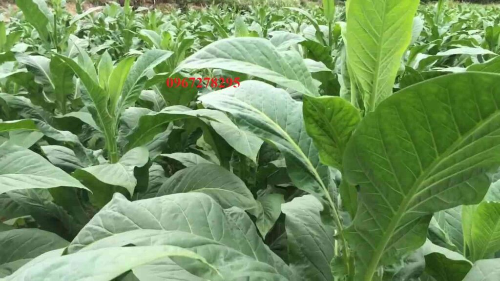 Công dụng của cây thuốc lào Thanh Hóa trong đời sống