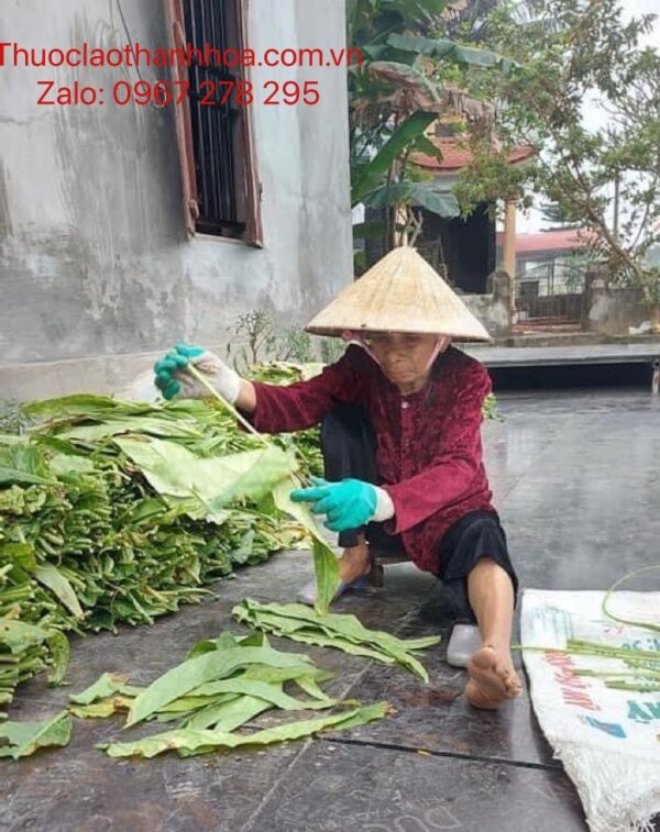 Công dụng của cây thuốc lào Thanh Hóa trong đời sống