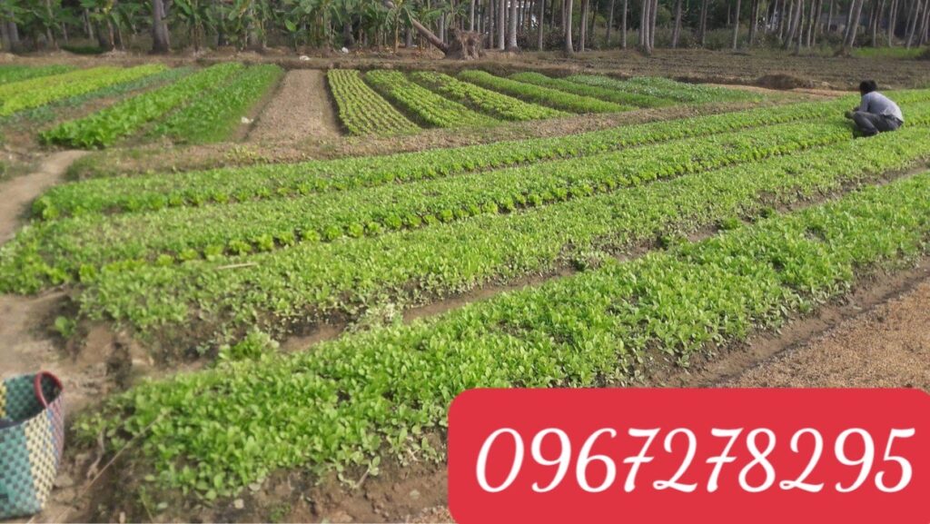 Thuốc lào thanh hóa đặc biệt giá rẻ