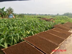 Công dụng của cây thuốc lào Thanh Hóa trong đời sống