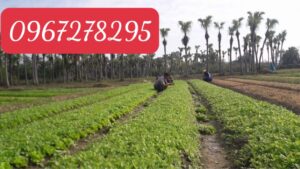 thuốc lào Thanh Hóa quận Ba Đình