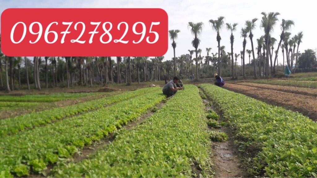 Thuốc lào Thanh Hóa quảng xương