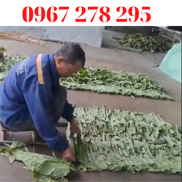 Thuốc lào Thanh Hóa mộc – Đặc sản văn hóa của người Việt