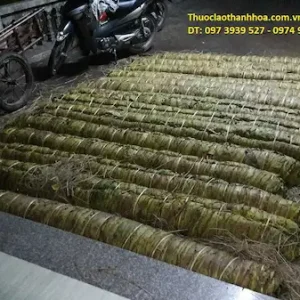 Lá thuốc lào được cuộn lại từng vè, để ủ vàng trong vòng 4-5 ngày trước khi mang đi thái thành sợi