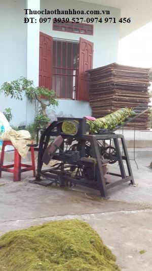Thuốc lào sau khi được ủ vàng thì được mang đi thái thành sợi nhỏ đều đẹp.