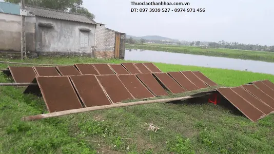 Thuốc lào Thanh Hóa đang được phơi khô dưới trời nắng tự nhiên
