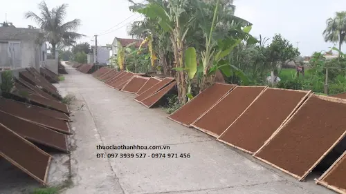 Thuốc lào Thanh Hóa khi khô có màu nâu cánh gián, sợi thuốc mềm và thơm.